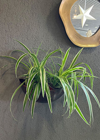 Bent M Metal Bronz Askılı Kase