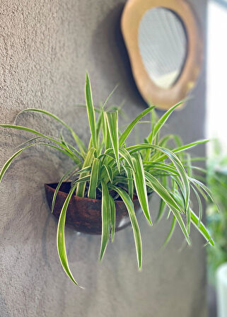 Bent L Metal Bronz Askılı Kase