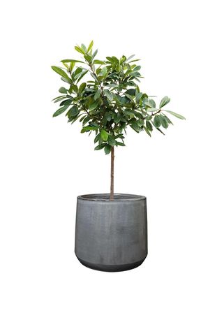 Anouk Gri Seramik Saksı Çap 37cm Yükseklik 32cm