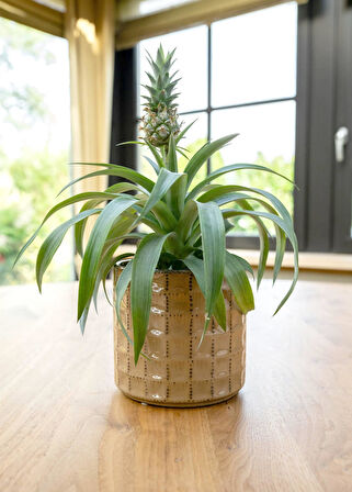 Zahra Seramik Kahve Saksı 14x13cm