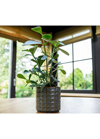 Zahra Seramik Suyeşili Saksı 14x13cm