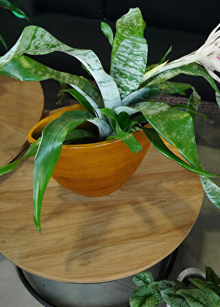 Cresta Seramik Oval Koyu Sarı Saksı 33*17*24cm