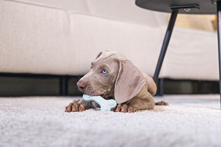 Beeztees Yavru Köpek Diş Oyuncağı, İçi Dolu Halka, Kauçuk, Yeşil, 10cm