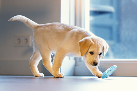 Beeztees Yavru Köpek Oyuncağı, Diş Kaşıma için Soğutulabilir, TPR, Mavi, 10x10x2,3cm