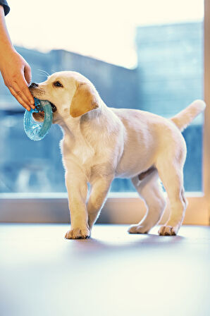 Beeztees Yavru Köpek Oyuncağı, Diş Kaşıma için Soğutulabilir, TPR, Mavi, 10x10x2,3cm