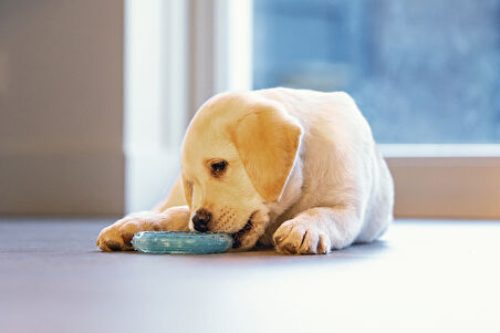 Beeztees Yavru Köpek Oyuncağı, Diş Kaşıma için Soğutulabilir, TPR, Mavi, 10x10x2,3cm