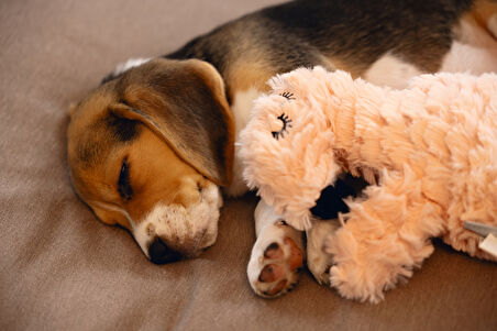 Beeztees Yavru Köpek Oyuncağı, Kalp Atışlı, Flamingo, Peluş, Pembe, 30x21x5cm