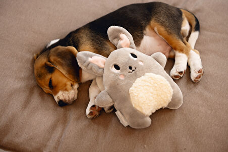 Beeztees Yavru Köpek Oyuncağı, Kalp Atışlı, Tavşan, Peluş, Gri, 25x20x7,5cm