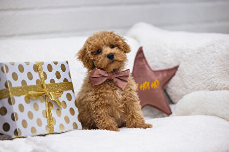 Beeztees DBL Köpek Papyonu, Kadife, Pembe, 9cm