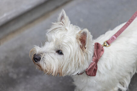 Beeztees DBL Köpek Papyonu, Kadife, Pembe, 9cm