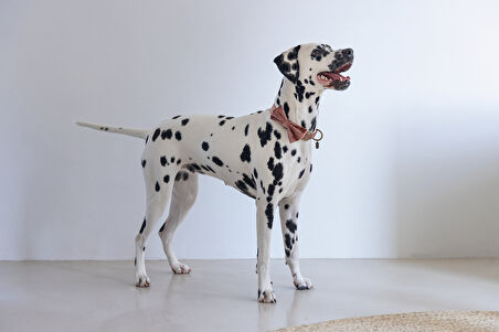 Beeztees DBL Köpek Papyonu, Kadife, Pembe, 12cm