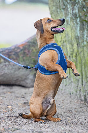 Beeztees Köpek Göğüs Tasması, Neopren, Mavi, S, 38-44cm