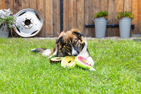 Beeztees Köpek Oyuncağı, Donut, Peluş, Çeşitli Renklerde, 12x12x5cm