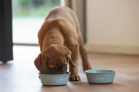 Beeztees Yavru Köpek Mama Su Kabı, Paslanmaz Çelik, Kaymaz Taban, Turkuaz, 13cm, 470ml