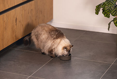 Beeztees DBL Kedi Mama Su Kabı, Bambu, Antrasit 12cm, 250ml
