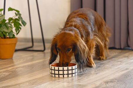 Beeztees Köpek Mama Su Kabı, Seramik, Kiremit Beyaz, 13,5cm, 500ml