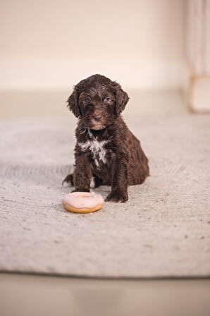 Beeztees Köpek Oyuncağı, Sesli, Donut, Lateks, Çeşitli Renklerde, 7x7x3cm