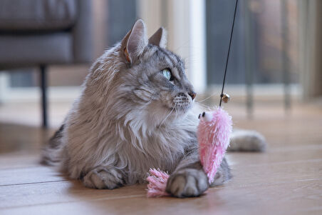 Beeztees Kedi Oltası, Zilli, Peluş Ahtapot,