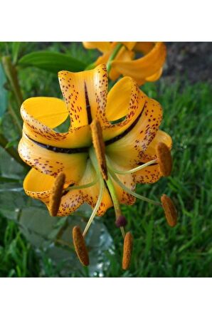 Kokulu Nadir Zambak Çiçeği Soğanı 3 Adet