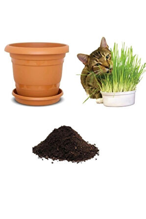 Ithal Kedi Çimi Tohumu Ekim Seti