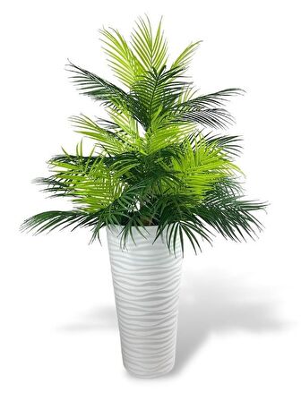 Yapay Çiçek Areka Salon Bitkisi Beyaz Uzun Kumsal Vazoda 130cm 45Yaprak