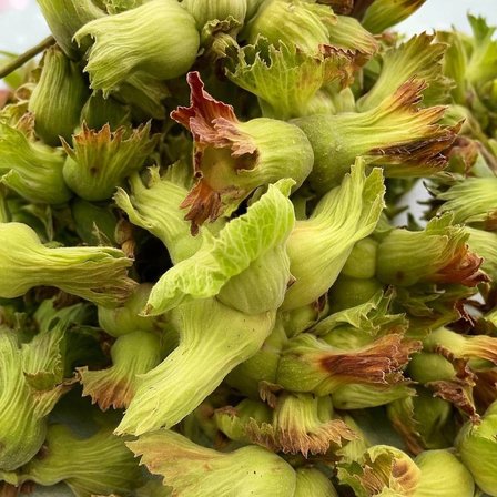 Rize Fındığı Yeni Mahsul Yeşil Kabuklu Yaş Fındık 3 Kg – Dalından Taze Kabuklu Fındık
