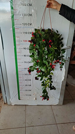 Ruj çiçegi 80 cm