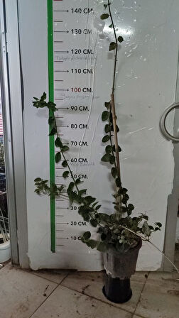 Kokulu Beyaz Yasemin Çiçeği Fidanı(1m ve 1.5m)