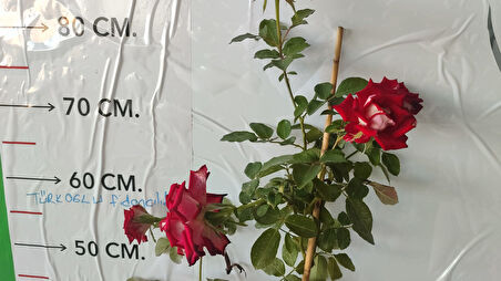 Gül Fidanı Türkiyem Rosa ad alberello Harlequin,,Katmerli, Hafif Kokulu, Odunsu