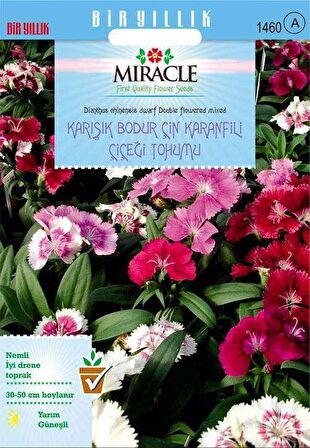 Karışık Renkli Bodur Çin Karanfili Çiçeği Tohumu (450 Tohum)