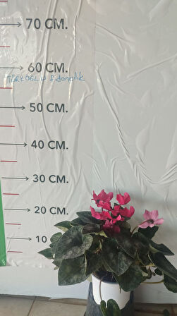 Sıklamen Çiçeği (Tavşan Kulağı) pembe renk