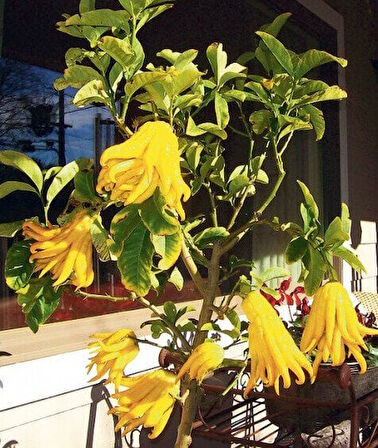 Narenciye Fidanı Budanın Eli Citrus medica var. Sarcodactylis, 60-80 cm