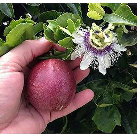 10 Adet  Mavi Çiçekli Kokulu Passiflora  Tohumu