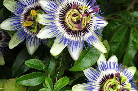 10 Adet  Mavi Çiçekli Kokulu Passiflora  Tohumu