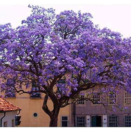 Dünya'nın En Hızlı Büyüyen Ağacı Paulownia Fidanı (1 Adet Boy 20 İla 40cm )