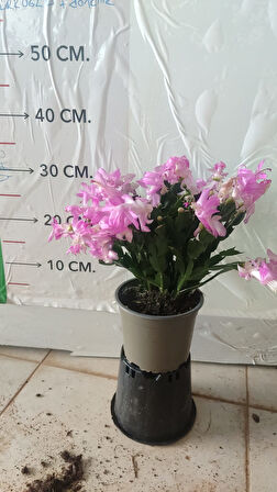 Pembe İthal Yılbaşı Çiçegi
