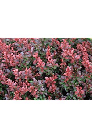 5 Adet Kırmızı Berberis(berberis Thunbergii) Kadın Tuzluğu 60-80