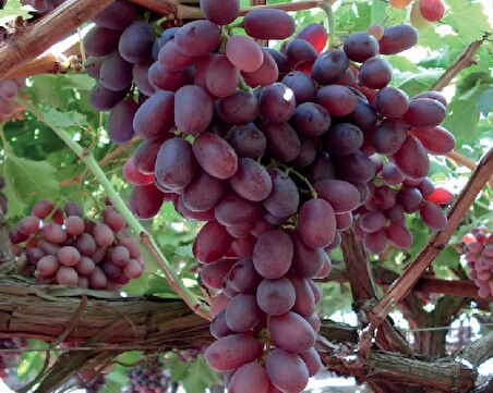 Tüplü Fidan Vitroplant Anatolia Üzüm Fidanı