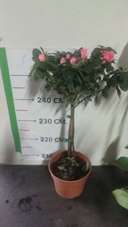 Aşılı Gardenya fidanı