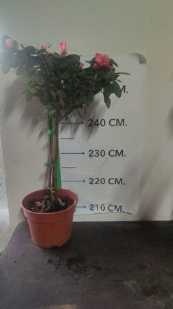 Aşılı Gardenya fidanı