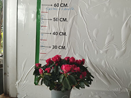 Pembe Açelya (ithal Saksıda 4lü Dikim ) 20-25 Cm Çap Saksıda Büyük Boy