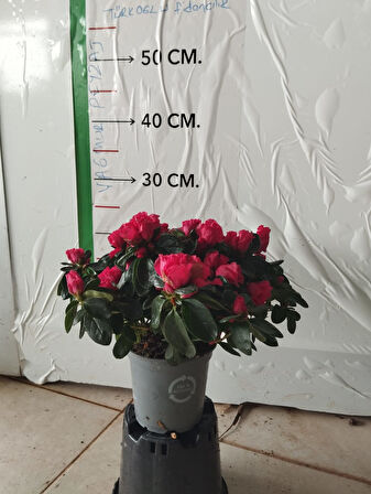 Pembe Açelya (ithal Saksıda 4lü Dikim ) 20-25 Cm Çap Saksıda Büyük Boy