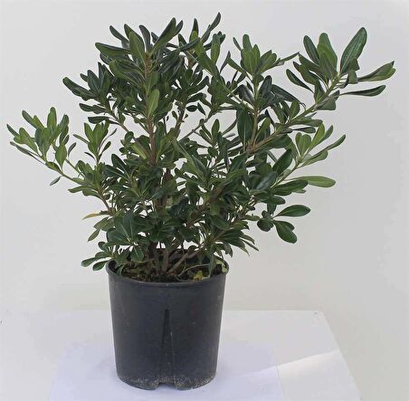 Bodur yıldız  çalısı (Pittosporum 20-25 Cm 10 adet)