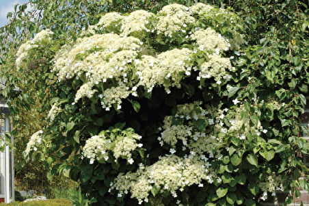 Sarmaşık Ortanca Hydrangea anomale Petiolaris, İTHAL, Saksıda