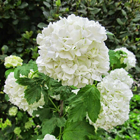 Tüplü Beyaz Çiçekli (kokuklu ) Kartopu Viburnum Fidanı