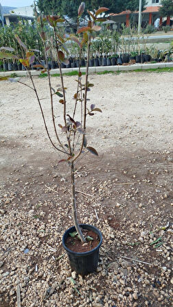 saksıda 2 yaşlı  guava