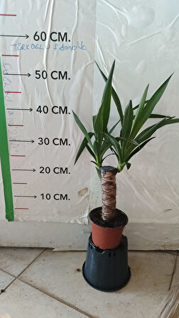 saksılı tek gövdeli ithal yuka bitkisi