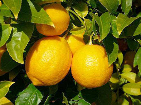 3 Yaşlı Yediveren Limon Fidanı(SAKSILI ÜZERİ MEYVELİ)