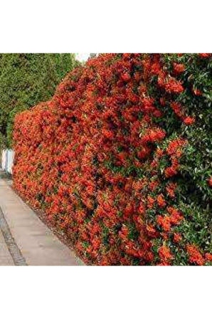 Pyracantha coccinea Nana Ateş Dikeni Fidanı 50-60 Cm