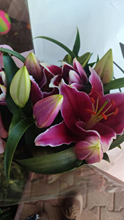 saksılı üzeri çiçekli ithal lilium